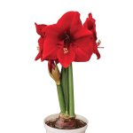 Amaryllis Symphony Single – “miracle” Bulb