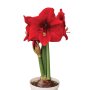 Amaryllis Symphony Single – “miracle” Bulb
