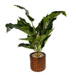 Chinese Evergreen 45CM - Watermelon Leaf