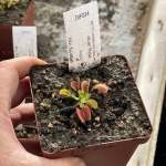 Venus Fly Trap 'equobia.' Special Import. - Dormant Plant. 7.5CM Plastic Container.