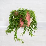 Lipstick Vine - Japhrolepis - In Coral Pink Emerson Pot