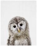 Baby Owl - Wall Art Print - A1