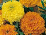 Marigold Crackerjack Mix Seed - 100 G Raw Seed