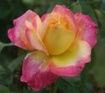 Marah Louw Hybrid Tea Rose 5LT