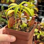 Tropical Pitcher Nepenthes 'maxima X Aristolochiodes'