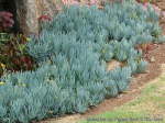 Senecio ‘curio’ Cylindricus Grey 4LT