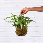 Kangaroo Fern Mossball