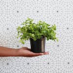 Round Leaf Peperomia - 16CM Hanging Basket