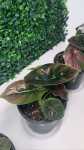 Alocasia Azlanii Seedlings - 3 Plug Plants