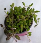 Senecio Herreianus ‘string Of Beads 12CM Pot’