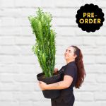 African Milk Tree - Large - In 30CM Nursery Pot