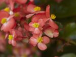 Begonia Hula Red White Bicolor Seed - 100 Pelleted Seed