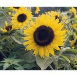 Helianthus Galilee Adami - 10000 Raw Seed