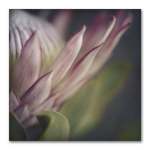 King On Gray Square 3 Art Print - 30 X 30CM No Frame Print Only