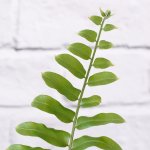 Macho Fern - 21CM Nursery Pot