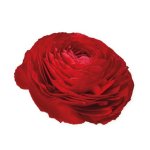 Ranunculus Elegance Rosso Red Seed - 10 Raw Seed