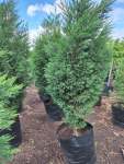 Leylandii Conifer Gauteng Only - 100 Litres