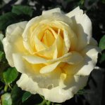 Namaqualand Hybrid Tea Rose 5LT