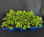 Dichondra Repens Wonderlawn 6 Pack Tray