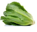 Lettuce Green Cos 6 Pack