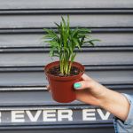 Love Palm - 10CM Nursery Pot