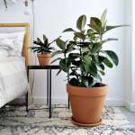 Rubber Tree - Robusta - Large - 30CM Nursery Pot - 3 Stem