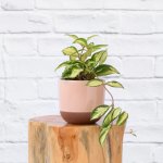 Hoya Carnosa Tricolor - In Pink Pluto Planter