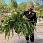 3PCS-REALISTIC Artificial Boston Fern - 2024 New Artificial Boston Fern Outdoor Flower Pot Large Realistic Artificial Fern Hangi