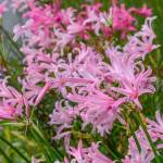 Amarine – Assorted Pink Bulbs