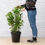 Ficus - Moclame - Large - 30CM Nursery Pot Bushy