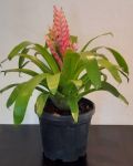 Bromeliad Vriesea 15CM Pot