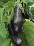 Egg Fruit Black Beauty Seed - 100 G Raw Seed