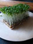 Cress Garden Common Seed - 5 G Raw Seed