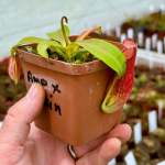 Tropical Pitcher Nepenthes 'ampullaria X Reinwardtiana' BE-3938