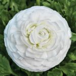 Ranunculus Mache White Seed - 10 Pelleted Seed