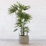 Broadleaf Lady Palm - Extra Large - In Zuzu Palm Leaf Basket