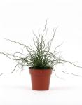 Juncus Spiralis Twister Seed - 10 Multipelleted Seed