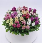 Stocks Cinderella Vivid Formula Mix Seed - 1000 Raw Seed