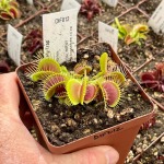 Venus Fly Trap 'trichterfalle.' Special Import. - 2 Year Old Plant. 7.5CM Plastic Container.