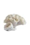 Seaflower Coral - 20D X 10H Cm