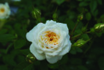 White Midinette Rose 5LT