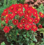 Dahlia Top Mix – “red” Bulbs