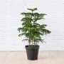 Norfolk Island Pine - Extra Large - 35CM Nursery Pot 3 Stems Per Pot