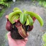 Tropical Pitcher Nepenthes 'rokko X Spathulata'