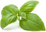 Basil – Sweet 6 Pack Tray