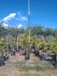 Eureka Lemon Tree 40LT
