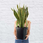 Mother In Law's Tongue - Golden Future - Extra Large - 32CM Nursery Pot +-60CM Tall - Shorter Plants Than Pictured