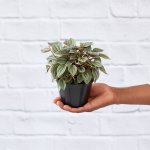 Peperomia Napoli Nights - 12CM Nursery Pot