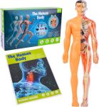Human Anatomy Education Model Figure