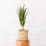 Aloe Masada - In Fundo Basket